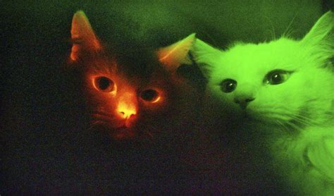 This Picture Taken Through A Special Filter In A Dark Room Shows A Cat