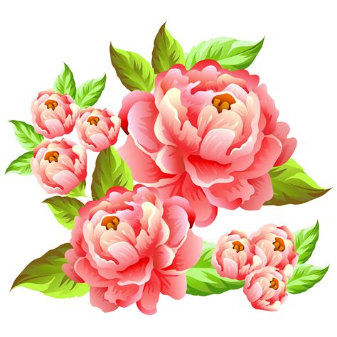 camellia flower illustration - Download Free Vectors, Clipart Graphics
