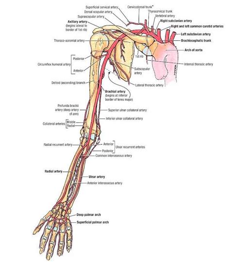 Arterial Bleeding Department Of Emergency Medicine Saint John