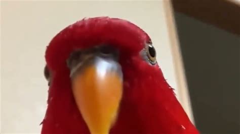 Red Bird Is Sus Youtube