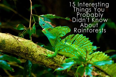 10 Interesting Facts About Rainforests Design Talk