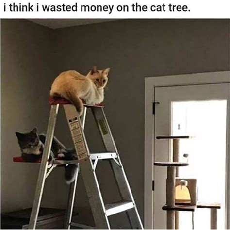 Maybe you would like to learn more about one of these? Pin by TeddyFeed on Cat Memes in 2020 | Stupid funny ...