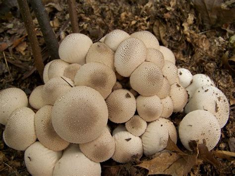 36 Types Of Wild Edible Mushrooms Prepared For That Stuffed