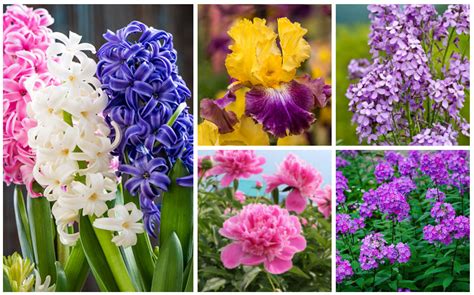 15 Pretty And Fragrant Perennials Garden Lovers Club