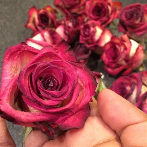 When the flowers are completely dry, spray 3 even layers of aerosol hairspray over all of the flowers. Saving my Roses! | How to preserve flowers, Flower crafts ...