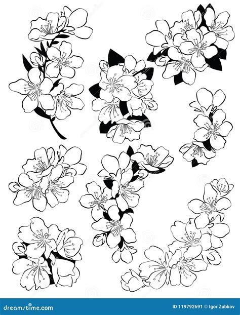 Set Of Cherry Blossoms Collection Of Flowers Of Sakura Black And