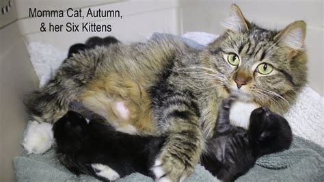 Autumn Norwegian Forest Cat And Her Kittens Available For Adoption