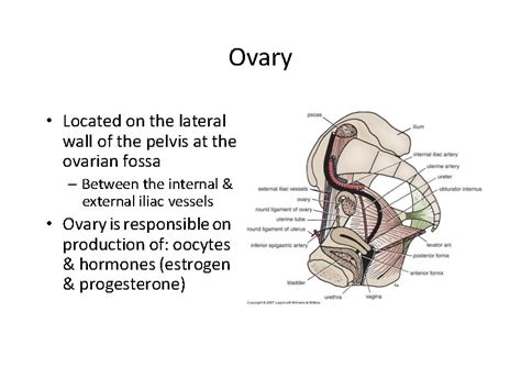 Female Reproductive System Lecture Objectives Describe The Peritoneal