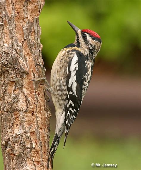 Any of a genus (sphyrapicus) of american woodpeckers that often drill holes in trees for the sap and the insects the sap attracts … english world dictionary. Yellow-bellied Sapsucker