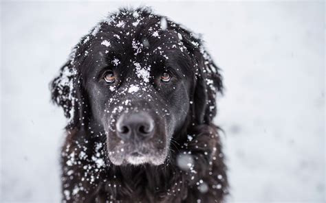 Animals Dog Snow Wallpapers Hd Desktop And Mobile