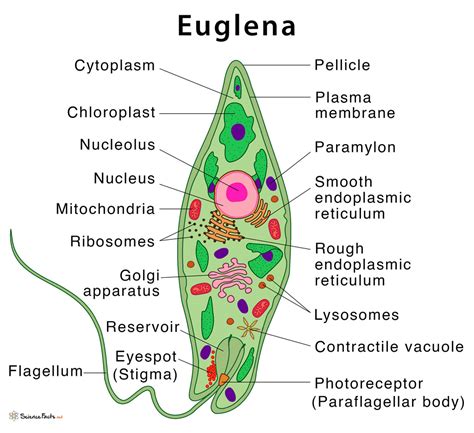 Labeled Drawing Euglena Diagram Draw Well Labelled Diagram Of A Porn Hot Sex Picture