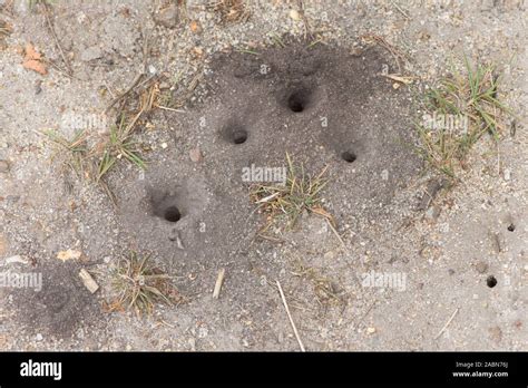 Holes In Ground Dug Out By Digger Wasp Ornate Tailed Digger Wasp