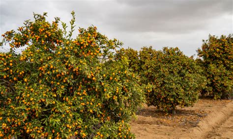 Kumquat Tree Care How To Grow Kumquats Epic Gardening