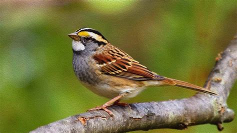 White Throated Sparrow Paint On Canvas 4k Ultra Hd Wallpaper