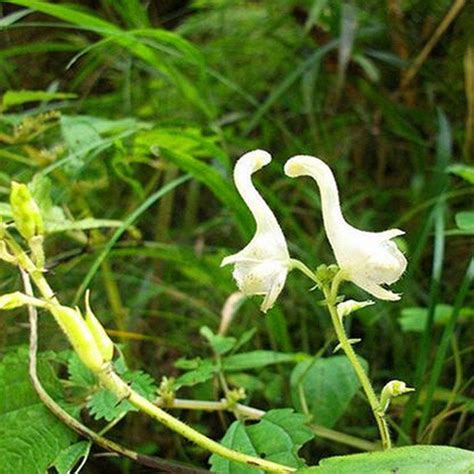 Prohibitions and restrictions vary from country to country, and can sometimes apply to items which you may think are ordinary. White Swan Flower Seeds For Pot: Buy White Swan Flower ...