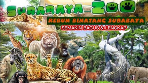 Kebun Binatang Surabaya Zoo Kondisi Terkini Youtube