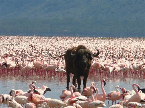 Lake Nakuru National Park In Kenia Lees Hier Alle Informatie