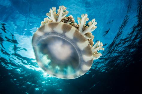 Jellyfish Kill More People Than Sharks Due To Their Evolved Toxin Genes