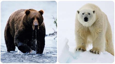 Los Osos Polares Y Pardos Dos Especies Distintas Con Un Pasado Entrelazado