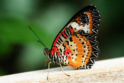 Leopard Lacewing Butterfly By Tarheel4life On Deviantart