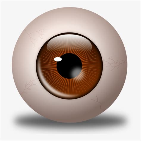 Download Brown Eyes Clipart Brown Eyeball Eye Transparent Png