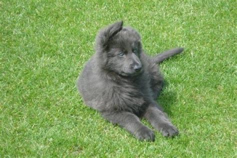 The Blue German Shepherd Your Questions Answered
