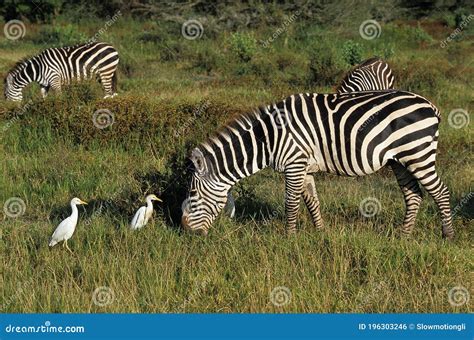 Burchell S Zebra Equus Burchelli Adult With Cattle Egret Bubulcus