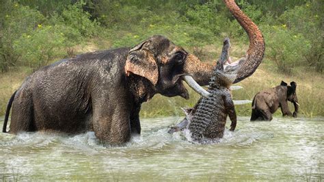 Top 10 Mother Animals Protect Their Baby Fighting To The Death For