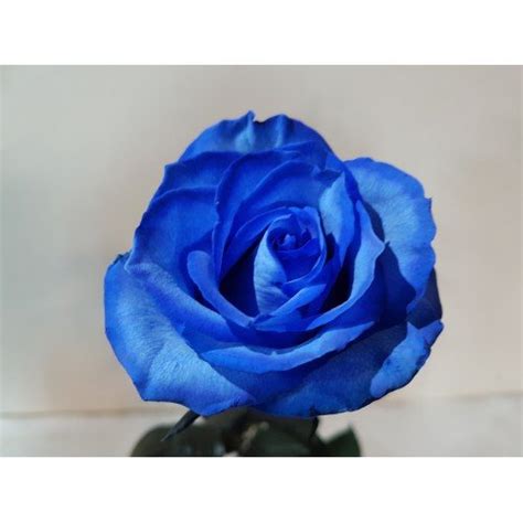 Blue Roses 50 Stems 40 Cm Toronto Bulk Flowers