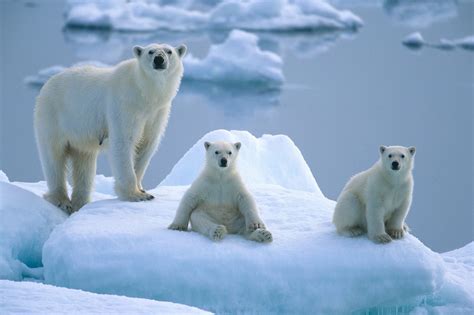 Its International Polar Bear Day Raww