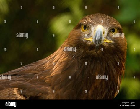 Golden Eagle Profile Stock Photo Alamy