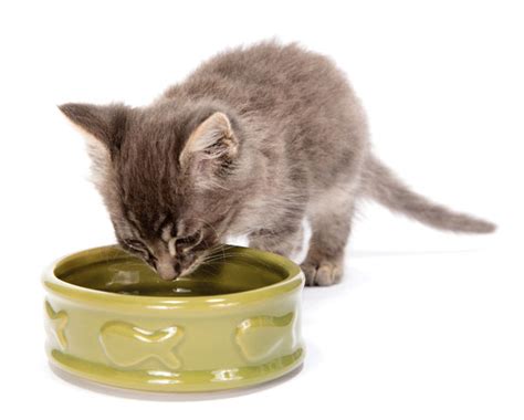 Cat hydration & dehydration prevention. The Finicky Cat: Diet Can Help Cats With Urinary Problems ...