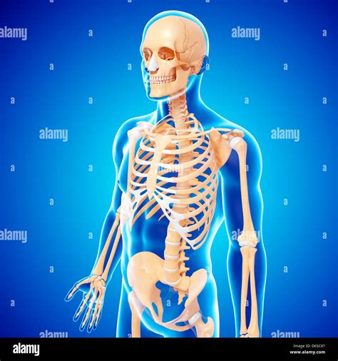 Human Skeleton Artwork Stock Photo Alamy