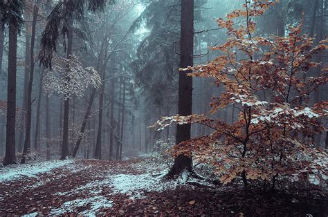 Mysterious Winter Woods 2 Photograph By Jenny Rainbow Pixels
