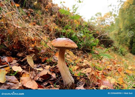 Boletus Erythropus Autumn Mushroom Growing In Soil Stock Photo Image