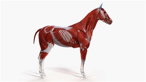 3D Full Horse Anatomy | 3dMediSphere