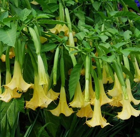 Blok888 Top 10 Most Poisonous Plants In The World