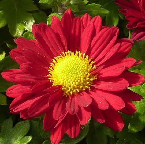 An optimal site receives six to eight hours of direct light. Red Daisy Perennial Mum Plants for Sale | Free Shipping