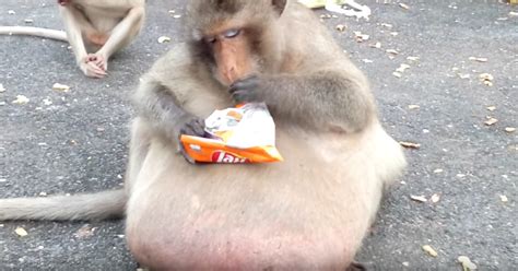 Viral Fat Macaque Uncle Fat Is Actually Much Better Off Now