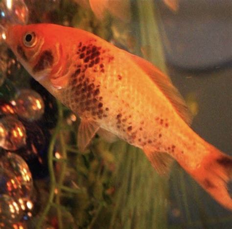 Black Spots On Goldfish Goldfish Care Information Diseases And Treatments