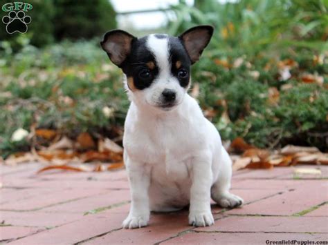Select the breed to be taken to the list. Chihuahua Puppies For Sale - Chihuahua Breed Info ...
