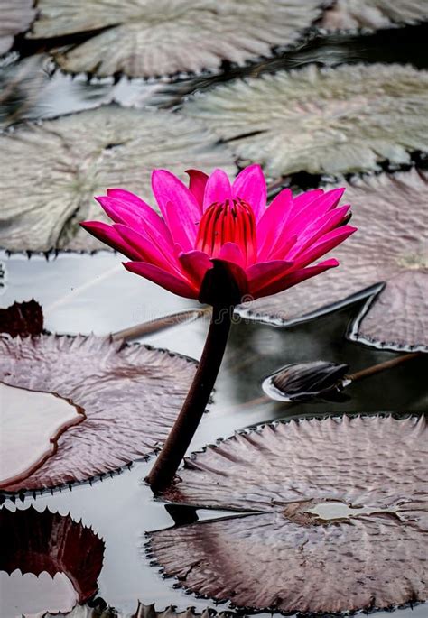 Blooming Lotus Floating On The Water Surface Stock Image Image Of