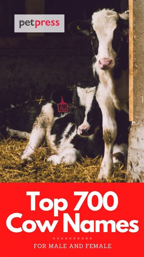 Cow Names The 700 Most Popular Names For Cows