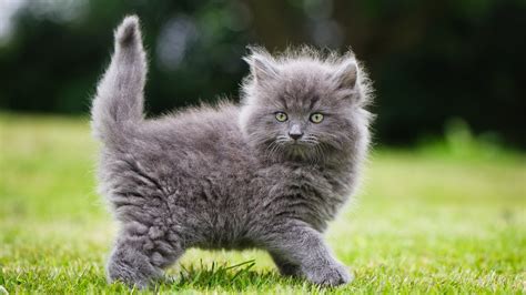 Pictures Of Gray Kittens Fluffy Kitten Wallpaper Backiee Download
