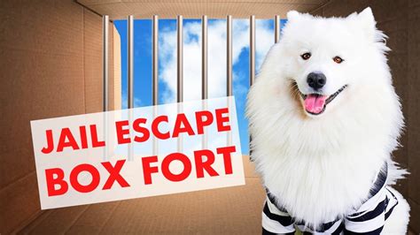 Dog Escapes The Box Fort Prison Ultimate Boxfort Challenge Youtube