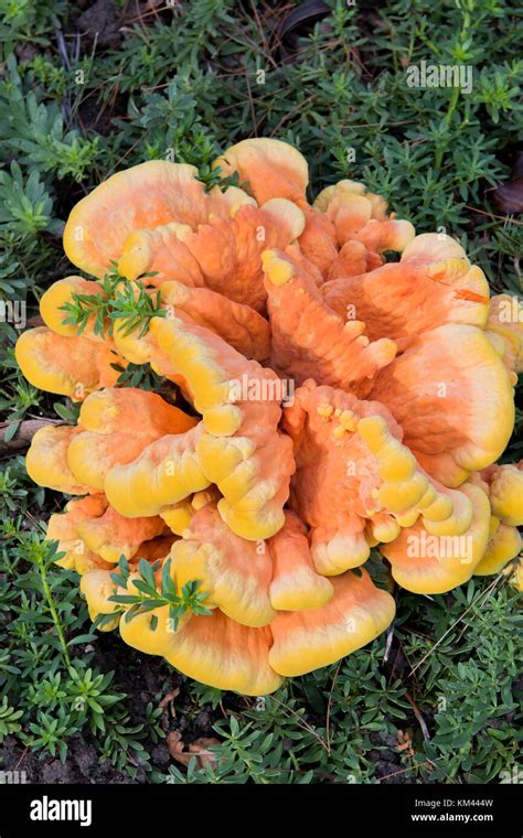 Laetiporus Sulphureus Chicken Of The Woods Fungus Stock Photo Alamy