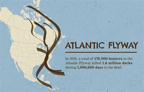 Infographic What You Need To Know About Migrating Ducks And Geese