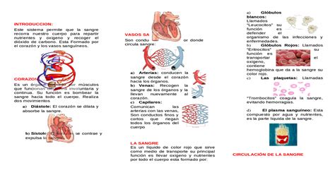 Triptico Enfermedades Del Sistema Circulatorio Blood Heart Kulturaupice