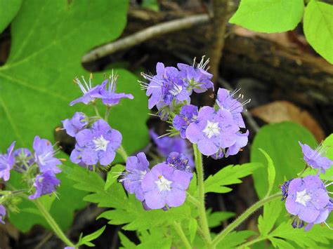 Purple Phacelia In The Smoky Mountains Photograph By Lisa Crawford