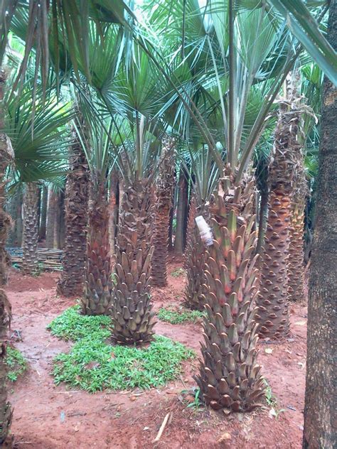 Panjang daunnya sendiri antara 1 hingga 3,5 cm. jual pohon palm moreli | tanaman hias | jenis pohon palm ...